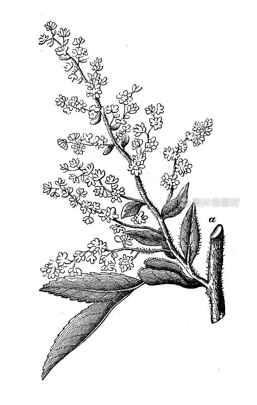 古董雕刻插图：Hagenia abyssinica，Brayera anthelmintica